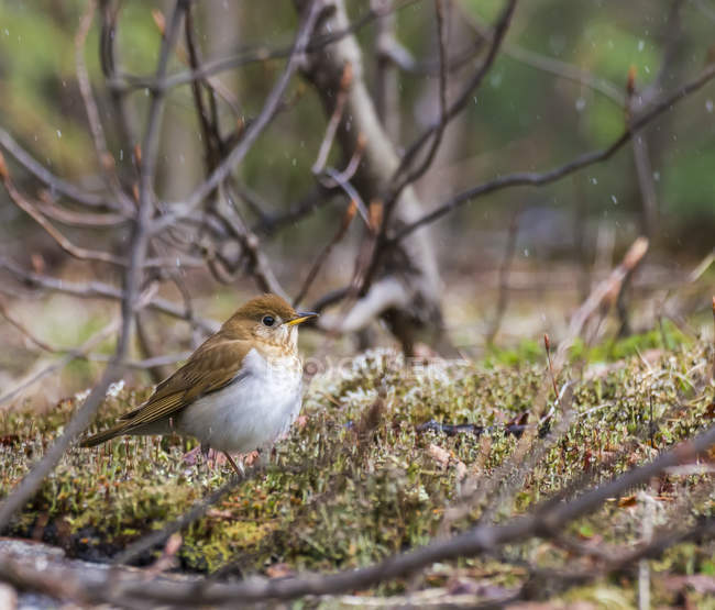 Uccello seduto sul ramoscello appena sopra terra nella foresta durante il giorno — Foto stock