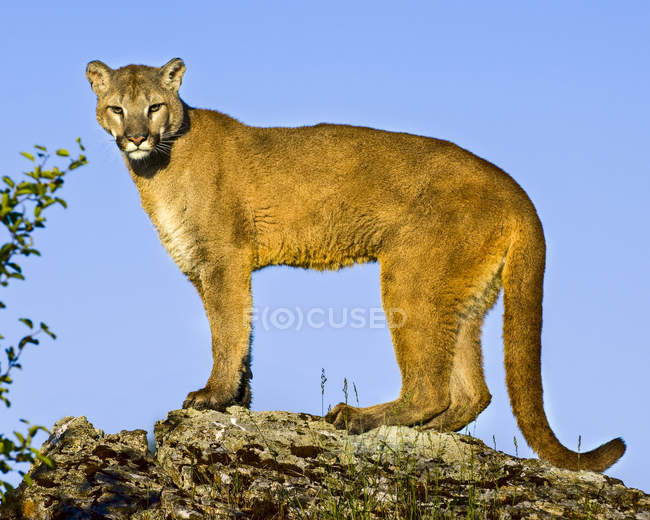 Львица стоит на камне и смотрит в камеру в дневное время — стоковое фото