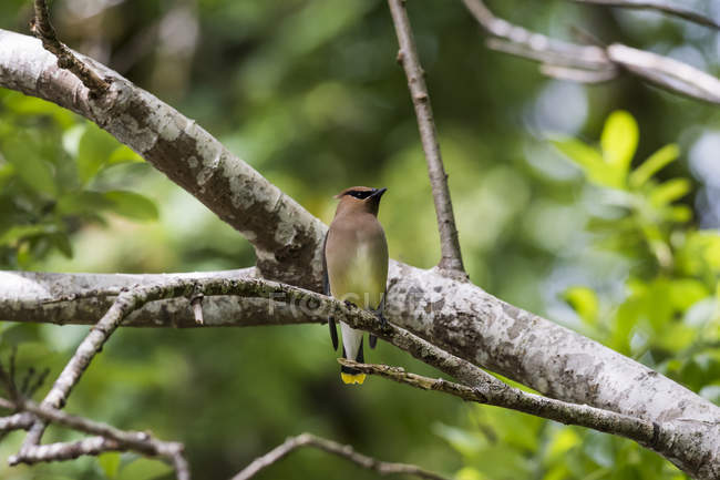Вид на маленького птаха, що сидить на гілці дерева вдень — стокове фото