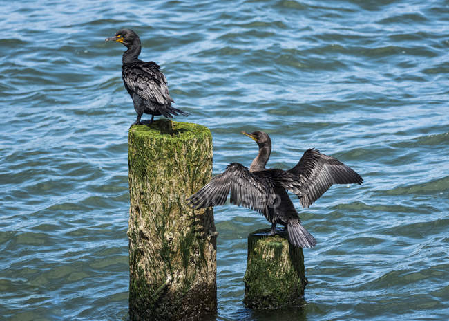 Two black ducks sitting on logs over water during daytime — Stock Photo