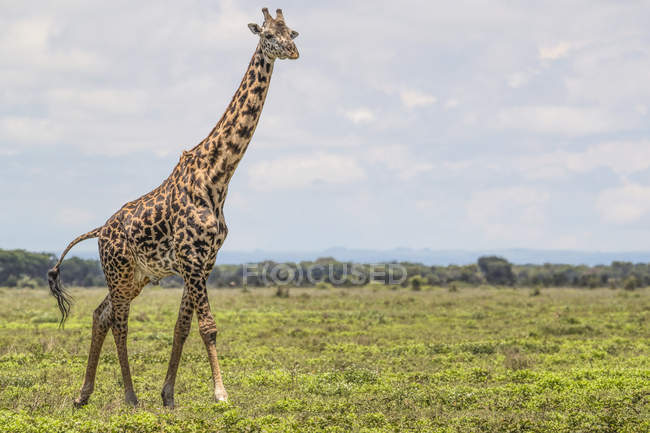 Giraffe walking on field with green grass during daytime — Stock Photo