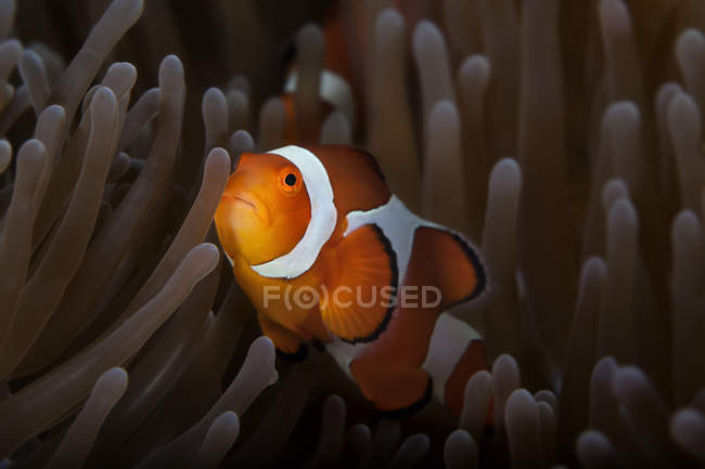 Vista laterale di pesci di colore arancione e bianco che nuotano sott'acqua — Foto stock