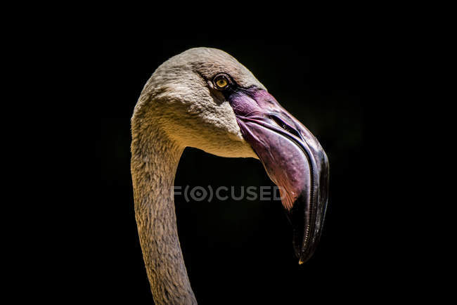 Porträt des Flamingos auf schwarzem Hintergrund — Stockfoto