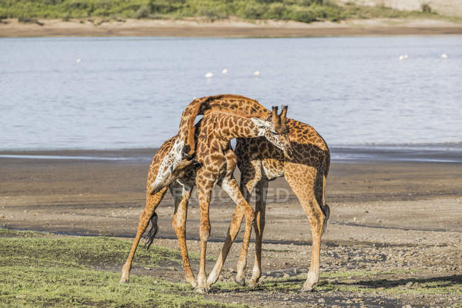 Giraffes standing near each other and hugging by necks against pond water — Stock Photo