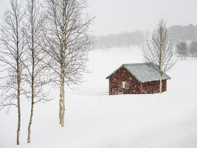 Schnee fällt über eine ländliche Landschaft und ein kleines rotes Gebäude; arjeplog, norrbotten county, Sweden — Stockfoto