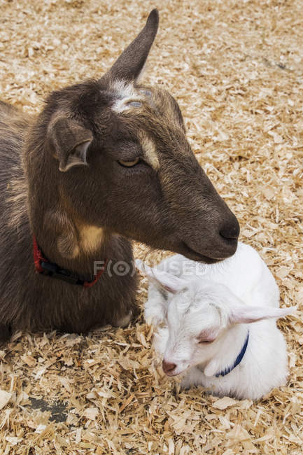 Une mère chèvre naine nigériane (Capra Aegagrus Hircus) et son enfant au repos, Beacon Hill Park ; Victoria, Colombie-Britannique, Canada — Photo de stock