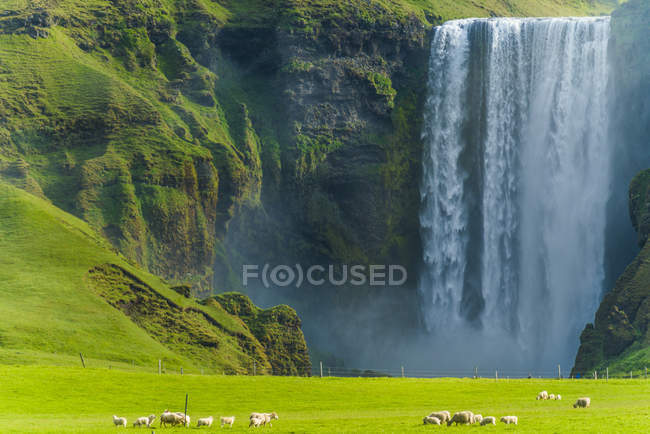 Una bandada de ovejas pastando en un exuberante campo verde en la cascada de Skogafoss; Skoga, Islandia - foto de stock