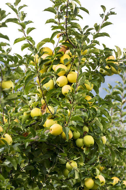 Pommes dorées sur un arbre ; Caldaro, Bolzano, Italie — Photo de stock