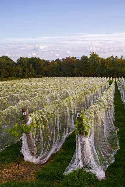 Viñedo con hileras de uvas Frontenac Gris cultivadas y envueltas en un paño protector; Shefford, Quebec, Canadá - foto de stock