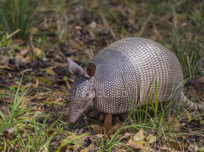 Nine-banded Armadillo ( Dasypus novemcinctus ) wandering among the brush in a transitional zone near a forest; Florida, United States of America — Stock Photo