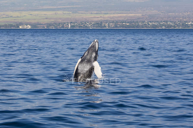 A newborn Humpback Whale ( Megaptera novaeangliae ) breaches; Maui, Hawaii, United States of America — Stock Photo