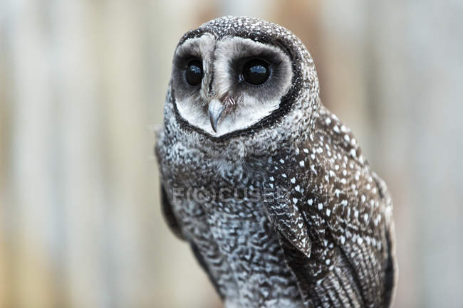 Close-up of an owl; Whiteman, Western Australia, Australia — Stock Photo