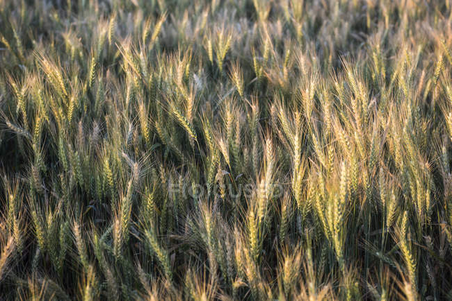 Maturazione del grano d'orzo nel tardo pomeriggio sole estivo, Washington orientale; Walla Walla, Washington, Stati Uniti d'America — Foto stock
