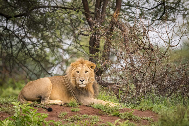 Мужской лев (Panthera Leo) лежит на камере напротив банка, Национальный парк Таранжире, Танзания — стоковое фото