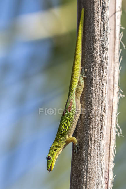 This gold dust day gecko (Phelsuma laticauda) resting on a palm tree was photographed on the Kona coast of the Big Island, Hawaii, where it is an introduced species; Island of Hawaii, Hawaii, United States of America — Stock Photo