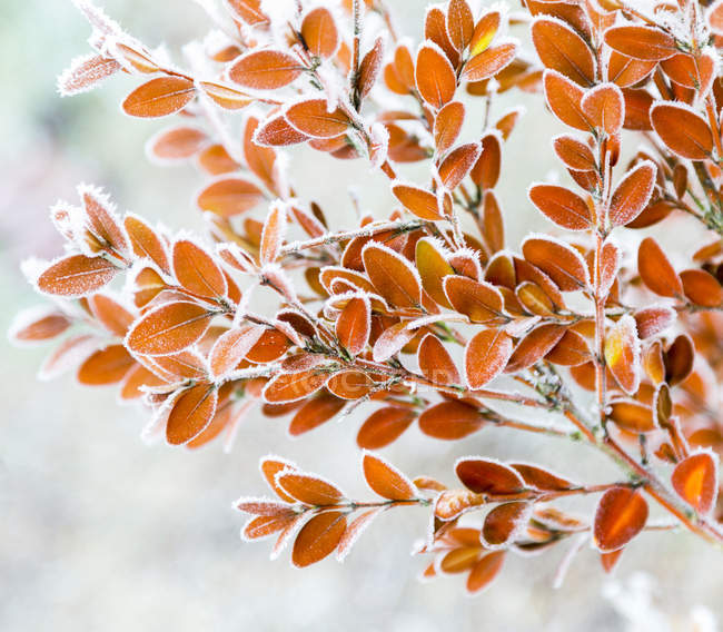 Hoar frost on a shrub's foliage in the fog; Surrey, British Columbia, Canada — Stock Photo