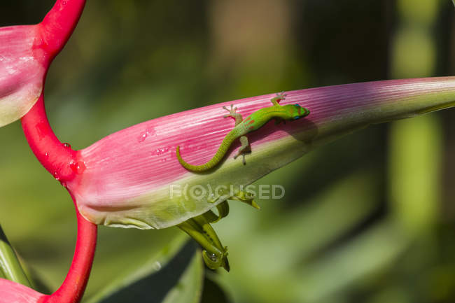 Heliconia chartacea, a herbaceous plant, with a green Madagascar day gecko (Phelsuma madagascariensis); Napoopoo, Island of Hawaii, Hawaii, United States of America — Stock Photo