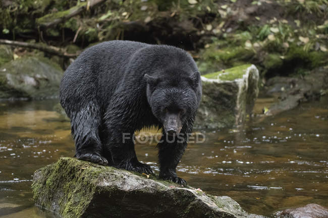 A Black Bear ( Ursus americanus ) stands on a rock in the middle of a river; Hartley Bay, British Columbia, Canada — Stock Photo