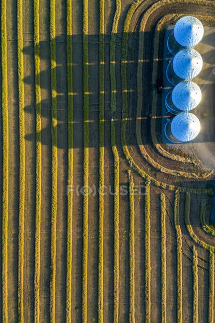 View from directly above of four large metal grain bins and canola harvest lines at sunset with long shadows; Alberta, Canada — Stock Photo