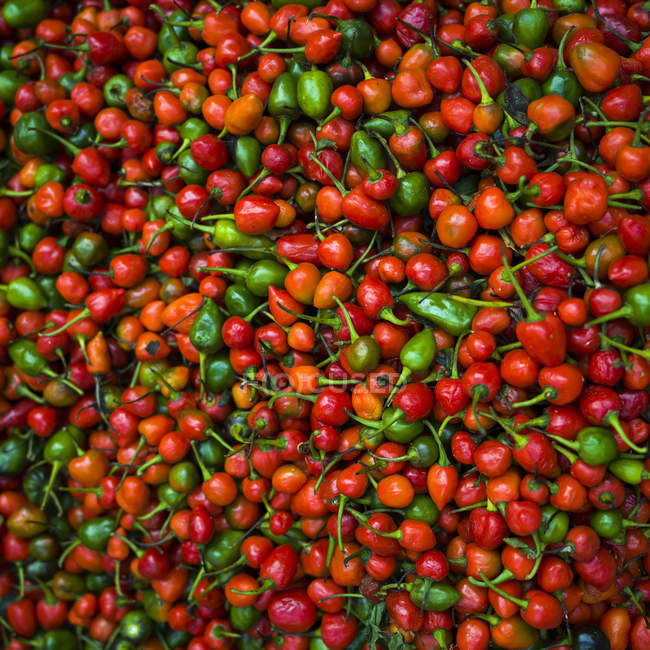 Abbondanza di peperoncini freschi; Darjeeling, Bengala Occidentale, India — Foto stock