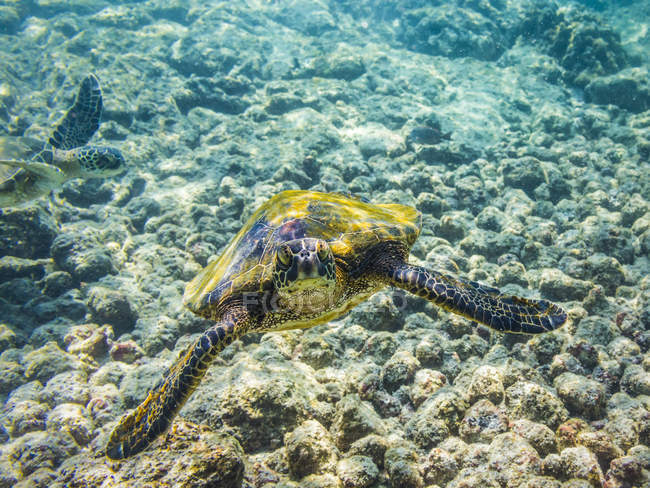 Зеленые морские черепахи (Chelonia mydas) в поисках пищи, сфотографированные во время плавания вдоль побережья Кона; остров Гавайи, Соединенные Штаты Америки — стоковое фото