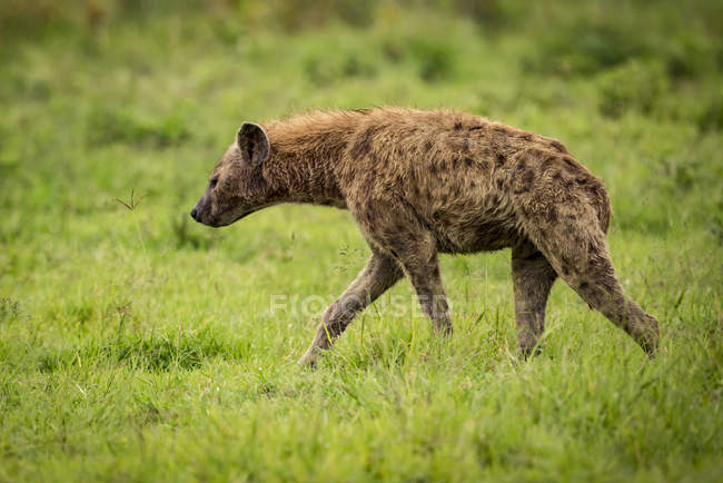 Hiena manchada (Crocuta crocuta) camina a través de pastizales en perfil, cráter de Ngorongoro; Tanzania - foto de stock