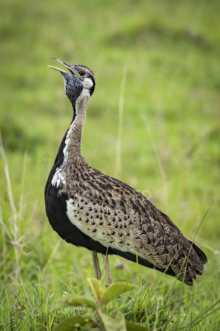 Peituda de barriga preta (Lissotis melanogaster) com bico aberto na grama, Cratera Ngorongoro; Tanzânia — Fotografia de Stock