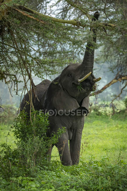African elephant ( Loxodonta africana ) raising trunk to reach branch and pick leafy branches in clearing, Ngorongoro Crater; Tanzania — Stock Photo