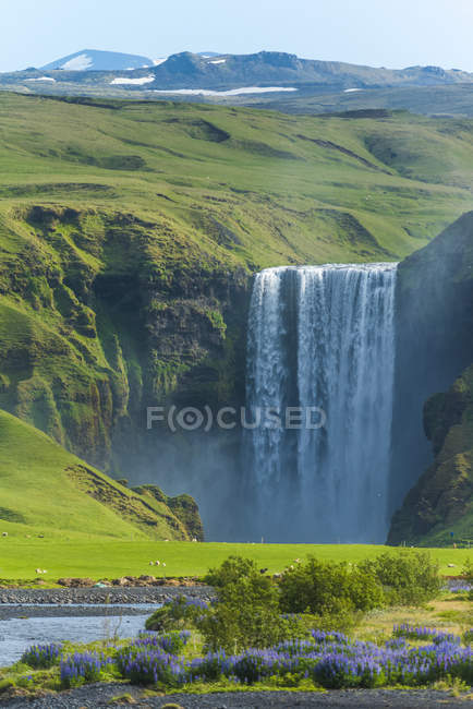 Cachoeira de Skogafoss e um rebanho de ovelhas pastando em um pasto; Skoga, Islândia — Fotografia de Stock