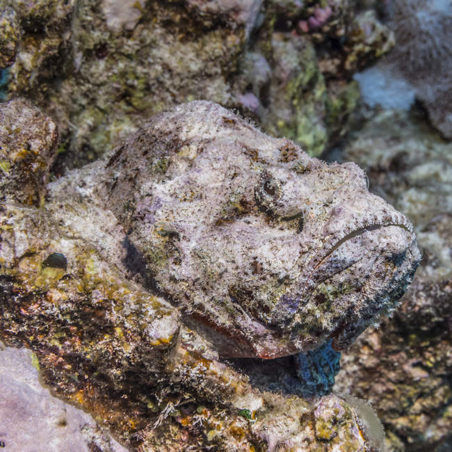 Scorpionfish diabolique (Scorpaenopsis diabolus) prêt à tendre une embuscade à sa proie au large de la côte de Kona ; île d'Hawaï, Hawaï, États-Unis d'Amérique — Photo de stock