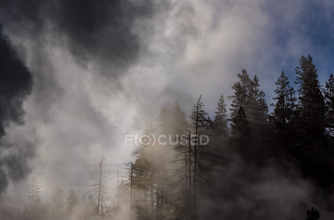 Dampf steigt aus Geysiren im norris Geysirbecken, Yellowstone Nationalpark; wummernde, vereinigte Staaten von Amerika — Stockfoto