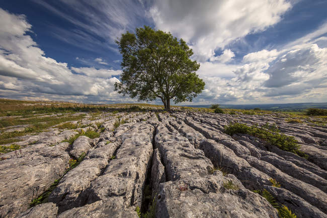 Uma árvore solitária crescendo em calcário no Yorkshire Dales; Malham, North Yorkshire, Inglaterra — Fotografia de Stock