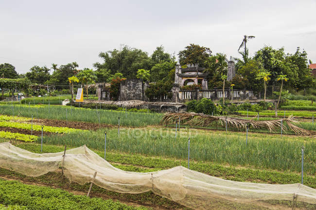 Kräuterfelder; hoi eine alte Stadt, quang nam, vietnam — Stockfoto