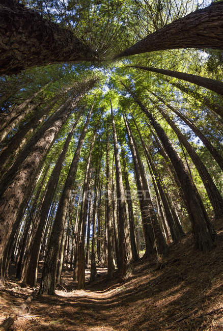 Tall Redwood trees at 6,000 feet elevation, Poli Poli State Park; Kula, Maui, Hawaii, Estados Unidos da América — Fotografia de Stock