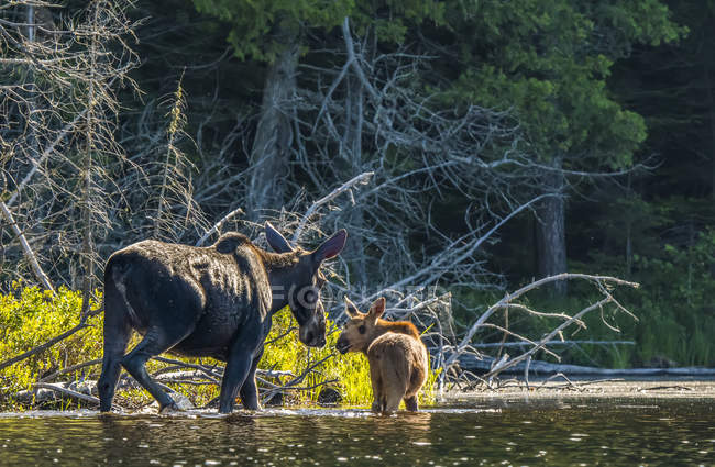 Vaca y alce de ternera vadeando en el agua a lo largo de la orilla de un lago en el noreste de Ontario; Ontario, Canadá - foto de stock