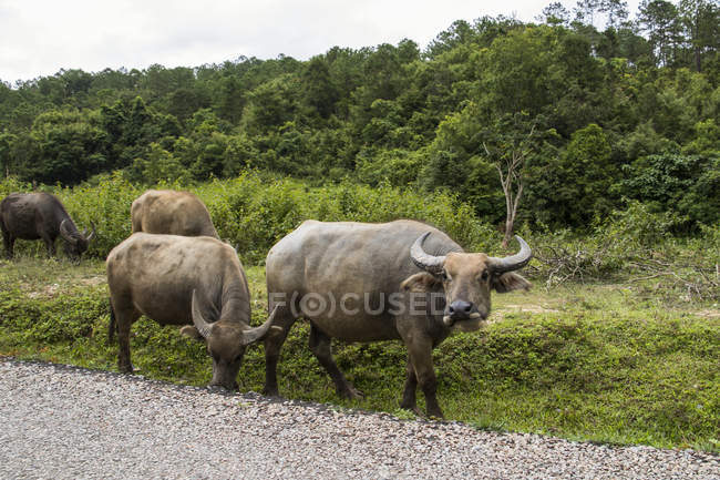 Búfalo de agua (Bubalus bubalis) caminando por el lado de un camino de grava; Nongpet, Xiangkhouang, Laos - foto de stock