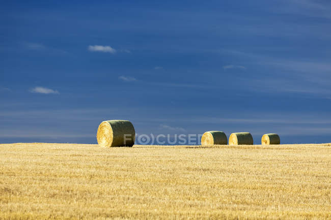 Hay bales in a cut field with blue sky; Alberta, Canada — Stock Photo