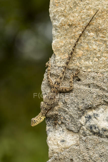 Lagarto Agama hembra (Agama mwanzae) aferrado a la pared rocosa, Parque Nacional del Serengeti; Tanzania - foto de stock