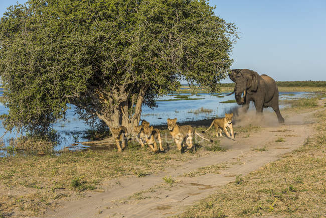 Africano Bush Elefante (Loxodonta Africana) persegue seis leões (Panthera Leo) longe ao lado do rio; Botsuana — Fotografia de Stock