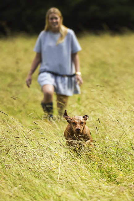 Hungarian Vizsla running from woman in field towards the camera; Reigate, Surrey, England — Stock Photo