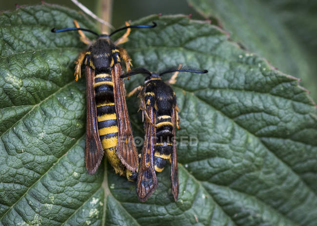 Hornet Moths copulent sur une feuille de plante ; Astoria, Oregon, États-Unis d'Amérique — Photo de stock