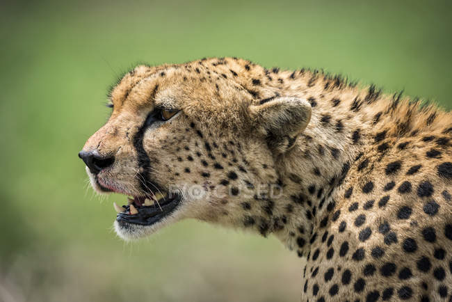 Close-up of cheetah (Acinonyx jubatus) head looking out over the grassy savannah with it's mouth open. It has golden fur covered with black spots, and there are traces of blood on it's face from a kill it has just been eating — Stock Photo