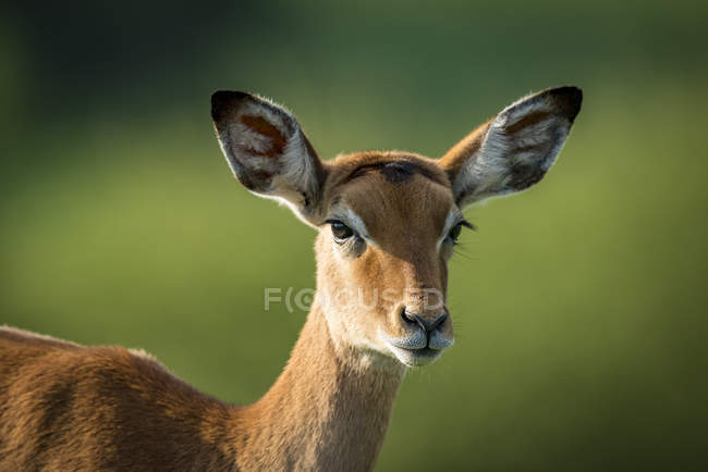 Nahaufnahme von Impala-Weibchen (aepyceros melampus) beim Anblick der Kamera; Tansania — Stockfoto
