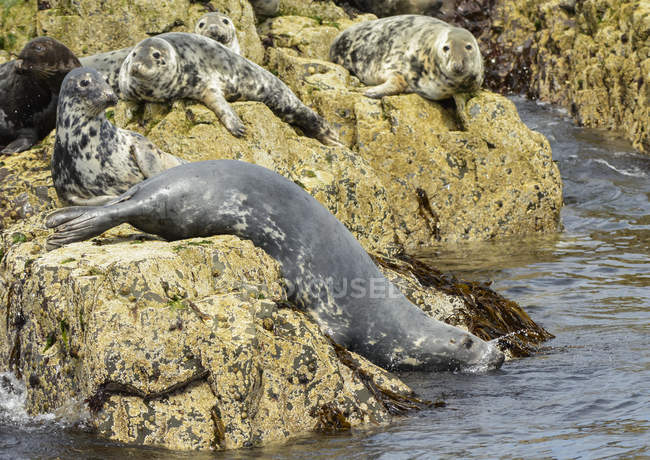 Guarnizioni appoggiate su rocce ai margini dell'acqua; Isole Farne, Northumberland, Inghilterra — Foto stock