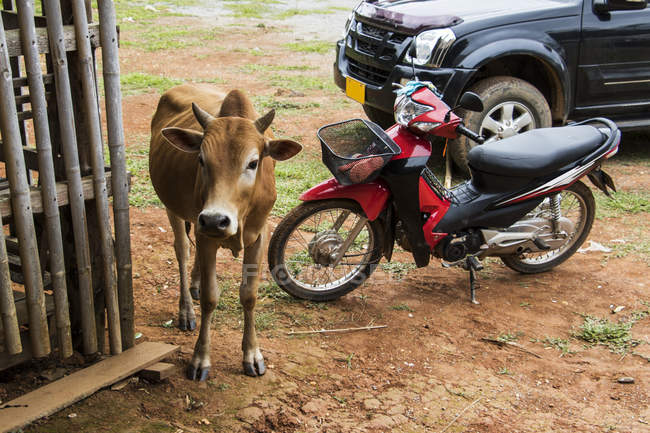 Vaca junto a una motocicleta; Phonsavan, Xiangkhouang, Laos - foto de stock