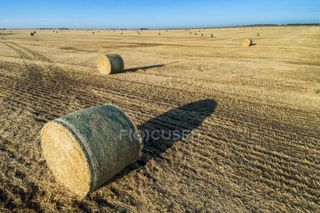 Heuballen in einem gemähten Feld mit langen Schatten bei Sonnenaufgang und blauem Himmel; alberta, canada — Stockfoto