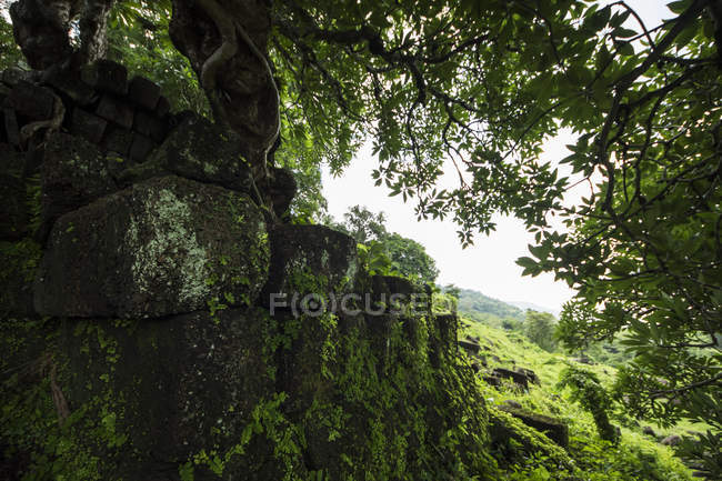 Árvore que cresce fora das ruínas no complexo do temple de Vat Phou; Champasak, Laos — Fotografia de Stock