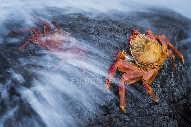 Deux crabes de Sally Lightfoot (Grapsus grapsus) éclaboussés par les vagues ; Îles Galapagos, Équateur — Photo de stock