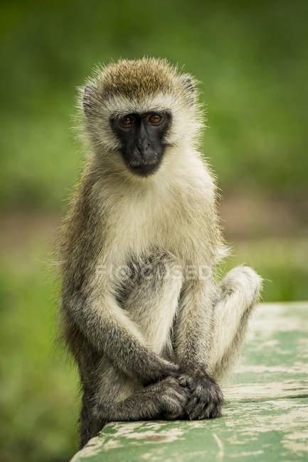 Ein Affe (Chlorocebus pygerythrus) sitzt auf einer grün bemalten Wand und blickt in die Kamera, während die Hände zu seinen Füßen ruhen. Er hat braune Augen, ein schwarzes Gesicht und braunes und schwarzes Fell. aufgenommen im Tarangire Nationalpark; Tansania — Stockfoto