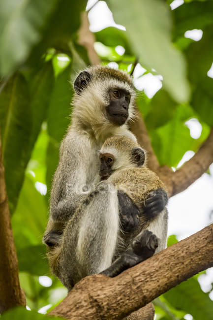 Vervet monkey ( Chlorocebus pygerythrus ) mother and baby in tree, Serengeti National Park; Tanzania — Stock Photo